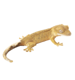 Crested Gecko