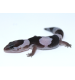 African Fat Tail Gecko