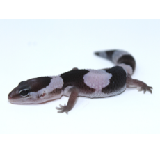 African Fat Tail Gecko