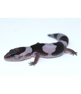 African Fat Tail Gecko