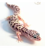 Snow Leopard Gecko