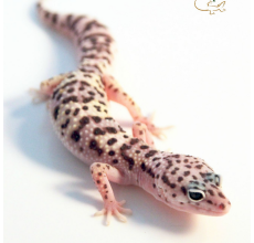 Snow Leopard Gecko