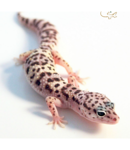 Snow Leopard Gecko