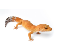 Tangerine Leopard Gecko