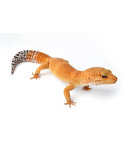 Tangerine Leopard Gecko