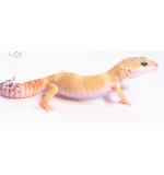 High Color Leopard Gecko