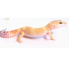 High Color Leopard Gecko