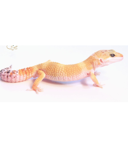 High Color Leopard Gecko