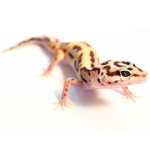 Pinstripe Leopard Gecko