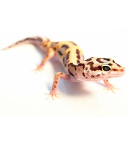 Pinstripe Leopard Gecko
