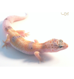 Enigma Leopard Gecko
