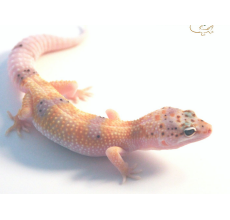 Enigma Leopard Gecko