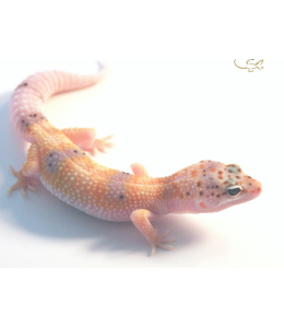 Enigma Leopard Gecko