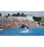 Sea World Single Ticket