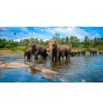 SRILANKA 5 NIGHTS/6 DAYS