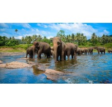 SRILANKA 5 NIGHTS/6 DAYS