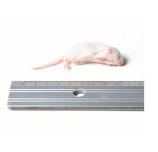 Kiezebrink Mouse Fluff 4-7 g, 25 pcs/bag