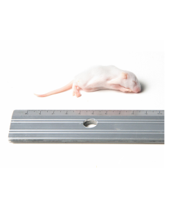 Mouse Fluff 4-7 g, 25 pcs/bag