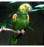 Double Yellow-Headed Amazon Parrot