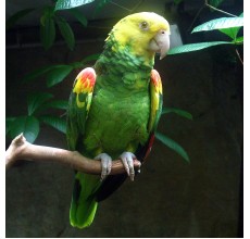 Double Yellow-Headed Amazon Parrot