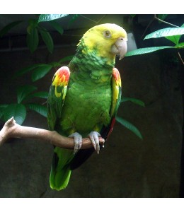 Double Yellow-Headed Amazon Parrot