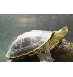 Golden Thread Turtle