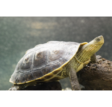 Golden Thread Turtle