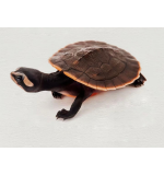 Red-Bellied Short-Necked Turtle (Emydura subglobosa) — Live Freshwater Pet Turtle