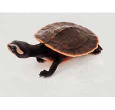 Red-Bellied Short-Necked Turtle (Emydura subglobosa) — Live Freshwater Pet Turtle