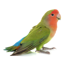 Peach-Faced Lovebird (Agapornis roseicollis)