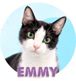 Emmy