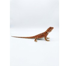 Red Bearded Dragon - Juvenile (26 cm)