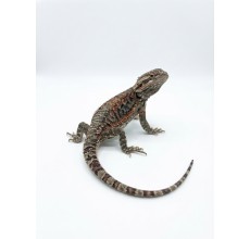 Normal Bearded Dragon - Sub-adult (35 cm)