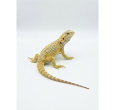 Hypo Pastel / White Bearded Dragon - Juvenile (24 cm)