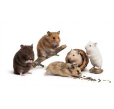 Syrian Hamster (Mesocricetus auratus)