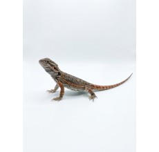 Normal Bearded Dragon - Baby (19 cm)