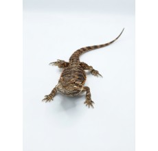 Normal Bearded Dragon - Juvenile (24 cm)