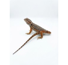 Normal Bearded Dragon - Juvenile (28 cm)