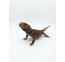 Dark Red Bearded Dragon - Sub-adult (30 cm)