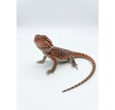 Normal Bearded Dragon - Baby (15 cm)