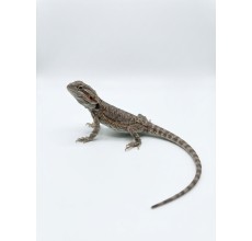 Normal Bearded Dragon - Baby (15 cm)