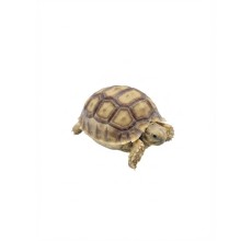 Sulcata Tortoise (Centrochelys sulcata)