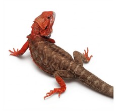 Red Bearded Dragon - Adult (38 cm)