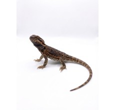 Normal Bearded Dragon - Juvenile (22 cm)