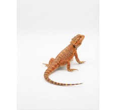 Red Bearded Dragon - Sub-adult (35 cm)