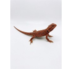 Red Bearded Dragon - Juvenile (24 cm)