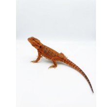 Orange Hypo / Translucent-type Bearded Dragon - Sub-adult (31 cm)