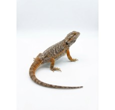 Normal Bearded Dragon - Sub-adult (33 cm)