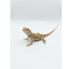 Hypo Bearded Dragon - Baby (15 cm)