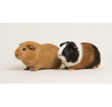 Guinea Pig (Cavia porcellus)